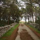 E� ora arrivato il momento di immergerci nel bosco. Scarpiniamo lungo un sentiero alberato delineato da due bassi muretti a secco...